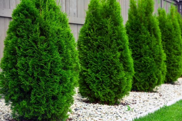 Arborvitae Planting in Lilburn