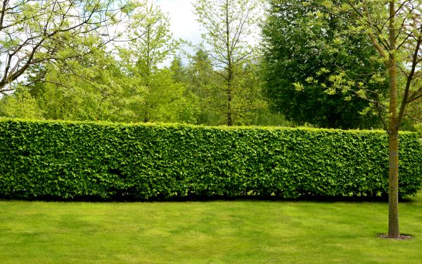 Hedge Planting in Lilburn
