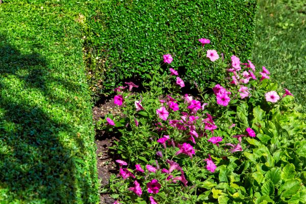 Softscaping Service in Lilburn