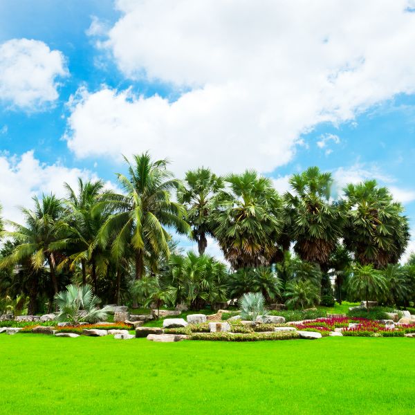 Tropical Landscaping in Lilburn