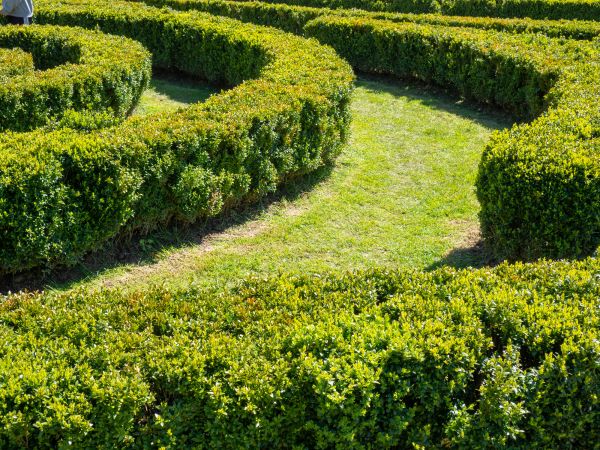 Bush Landscaping in Lilburn