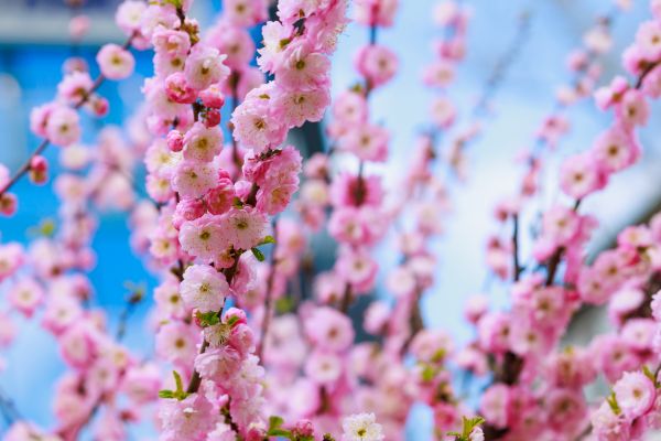 Japanese Cherry Tree Planting in Lilburn