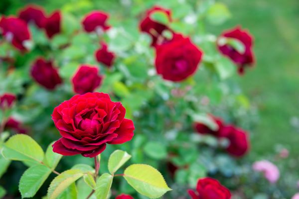 Rose Planting in Lilburn