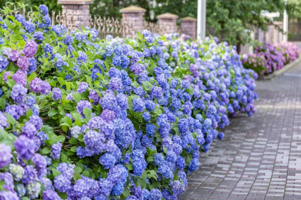 Hydrangea Landscaping in Lilburn