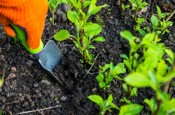 Hydrangea Planting in Lilburn