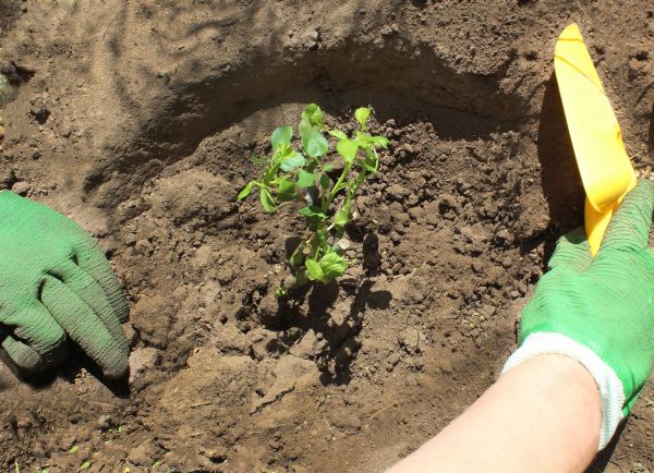 Rose Bush Planting in Lilburn