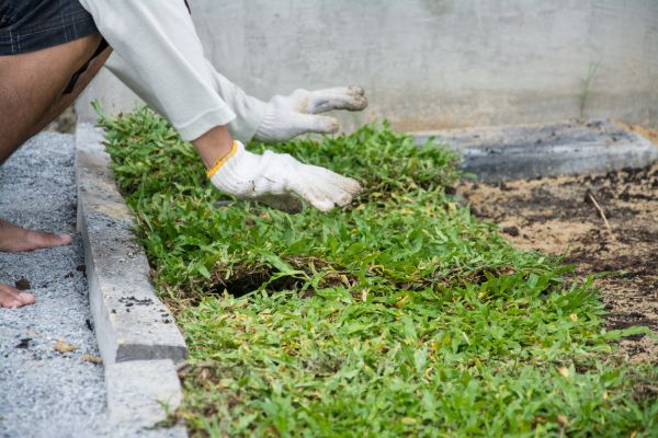 Ground Cover Planting in Lilburn