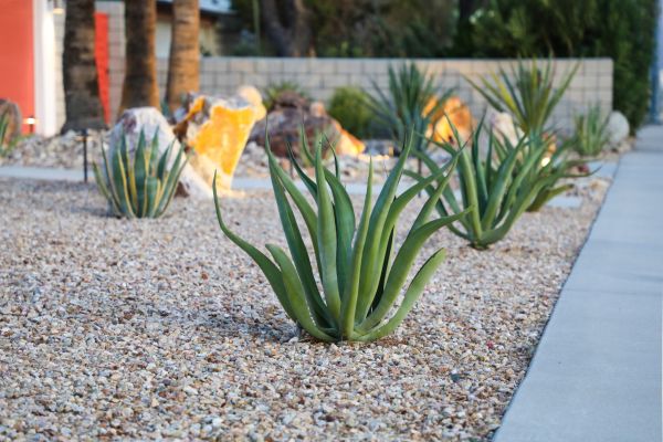 Drought Resistant Landscaping in Lilburn