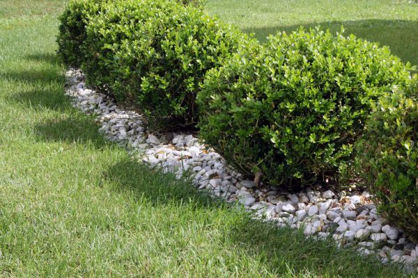 Boxwood Planting in Lilburn