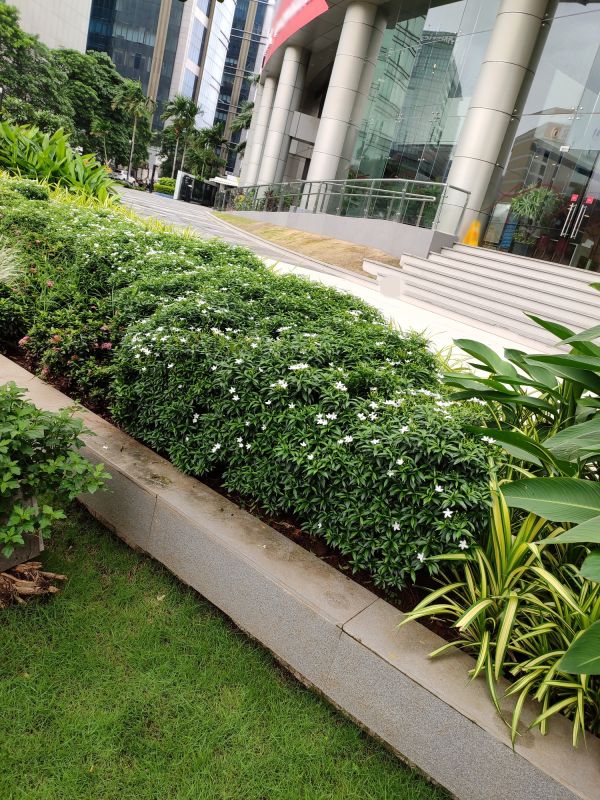 Landscaping Edging Service