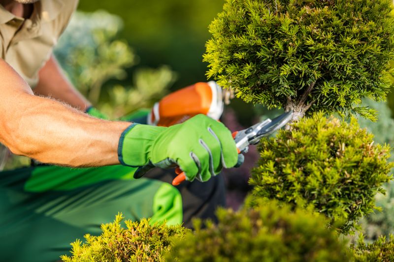Tree and Shrub Care Professionals